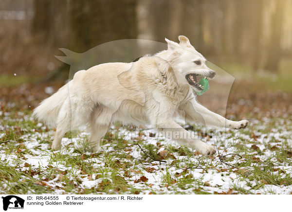rennender Golden Retriever / running Golden Retriever / RR-64555