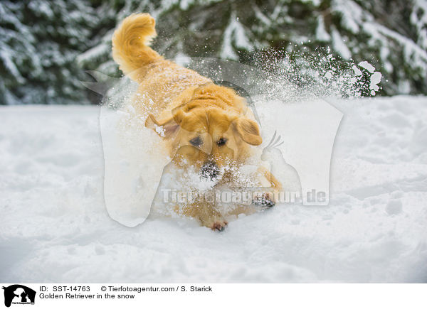 Golden Retriever im Schnee / Golden Retriever in the snow / SST-14763