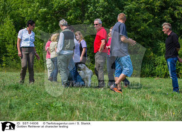 Golden Retriever beim Wesenstest / Golden Retriever at character testing / SST-14936