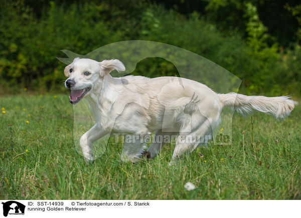 rennender Golden Retriever / running Golden Retriever / SST-14939