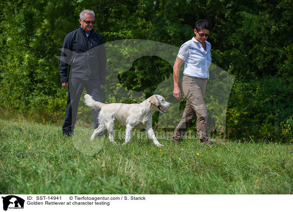 Golden Retriever beim Wesenstest / Golden Retriever at character testing / SST-14941