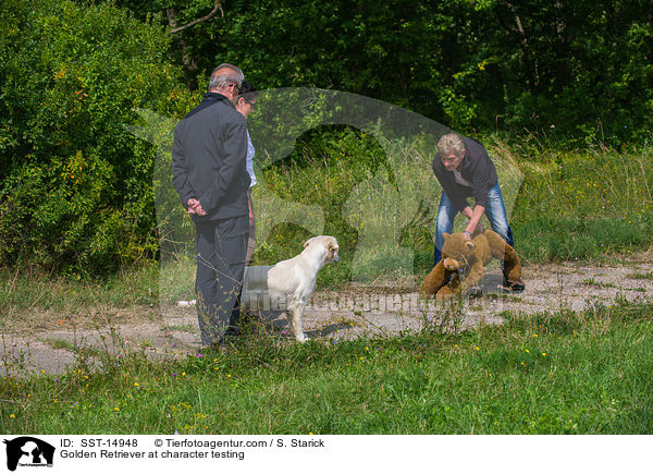 Golden Retriever beim Wesenstest / Golden Retriever at character testing / SST-14948