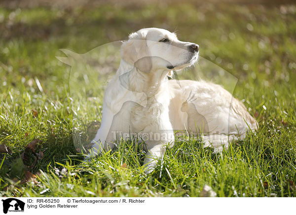 liegender Golden Retriever / lying Golden Retriever / RR-65250