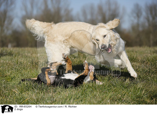 2 Hunde / 2 dogs / RR-65264