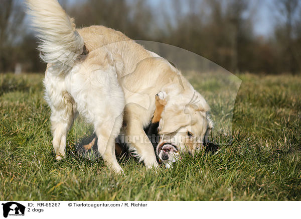 2 Hunde / 2 dogs / RR-65267
