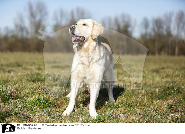 Golden Retriever / Golden Retriever / RR-65278