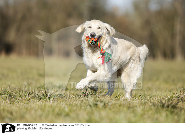 spielender Golden Retriever / playing Golden Retriever / RR-65287