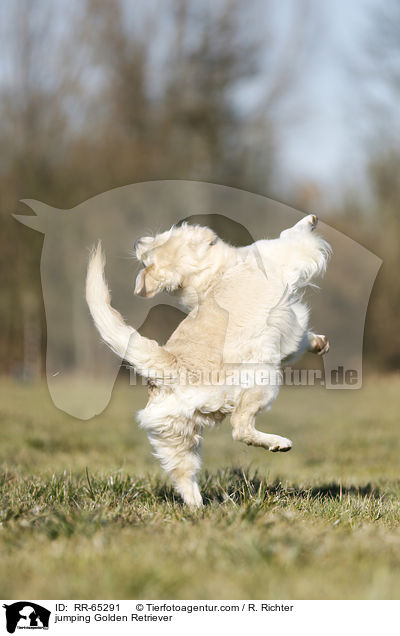 springender Golden Retriever / jumping Golden Retriever / RR-65291