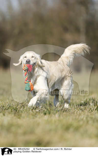 spielender Golden Retriever / playing Golden Retriever / RR-65292