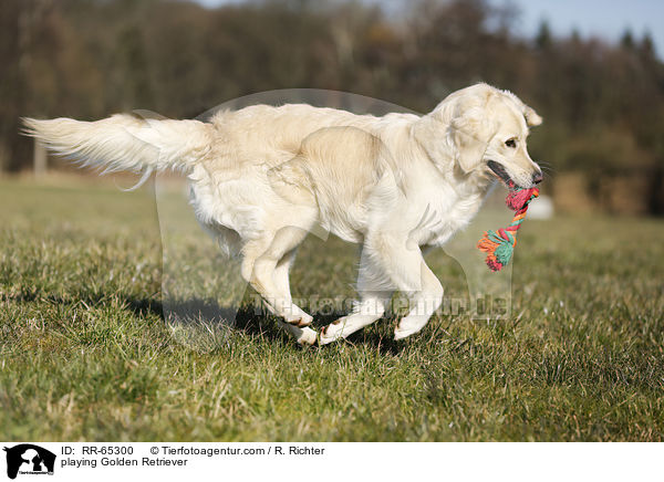 spielender Golden Retriever / playing Golden Retriever / RR-65300