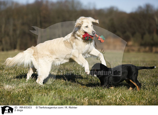 2 Hunde / 2 dogs / RR-65303