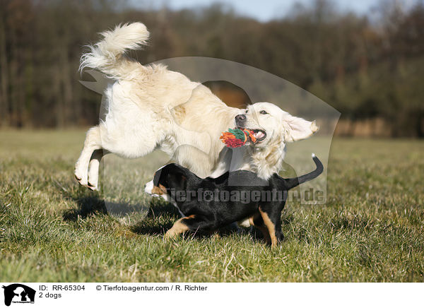 2 Hunde / 2 dogs / RR-65304
