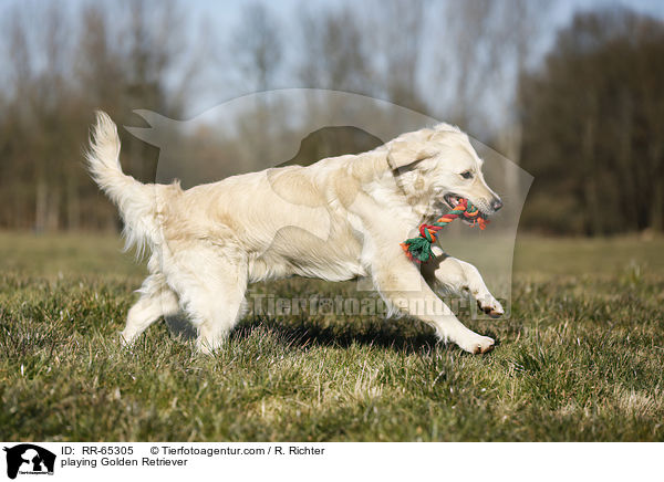 spielender Golden Retriever / playing Golden Retriever / RR-65305