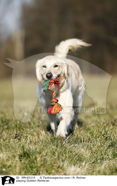 spielender Golden Retriever / playing Golden Retriever / RR-65315