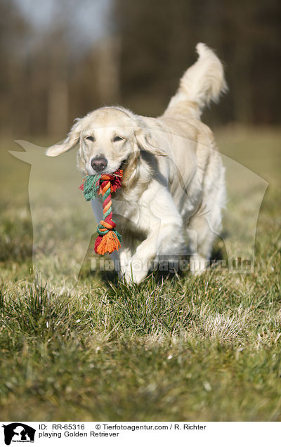 spielender Golden Retriever / playing Golden Retriever / RR-65316