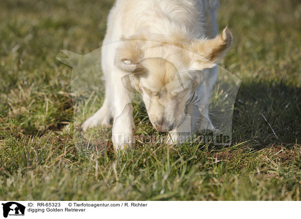 buddelnder Golden Retriever / digging Golden Retriever / RR-65323