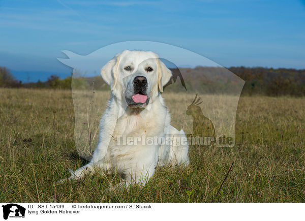 liegender Golden Retriever / lying Golden Retriever / SST-15439