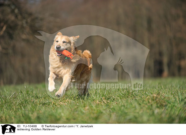 apportierender Golden Retriever / retrieving Golden Retriever / YJ-10488