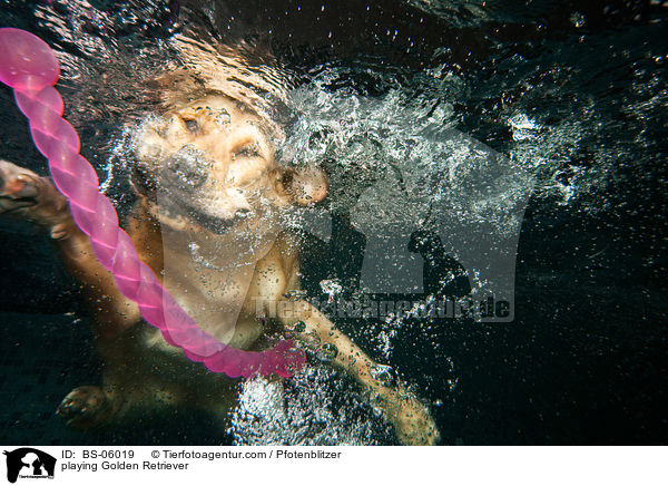spielender Golden Retriever / playing Golden Retriever / BS-06019