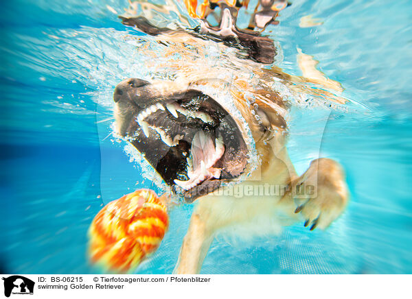 schwimmender Golden Retriever / swimming Golden Retriever / BS-06215
