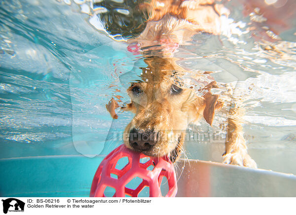Golden Retriever in the water / BS-06216