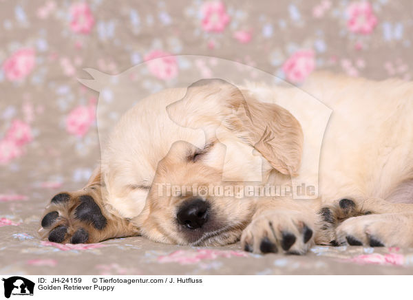 Golden Retriever Welpe / Golden Retriever Puppy / JH-24159
