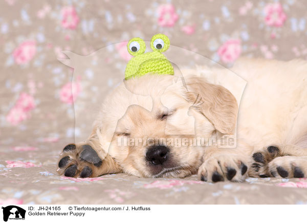 Golden Retriever Welpe / Golden Retriever Puppy / JH-24165