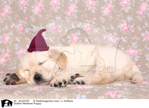 Golden Retriever Welpe / Golden Retriever Puppy / JH-24167