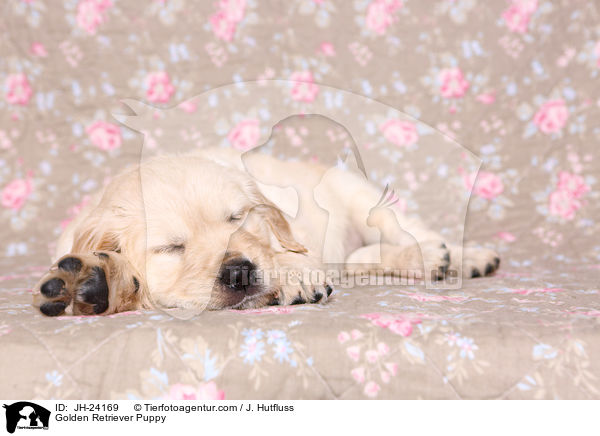 Golden Retriever Welpe / Golden Retriever Puppy / JH-24169
