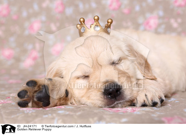 Golden Retriever Welpe / Golden Retriever Puppy / JH-24171