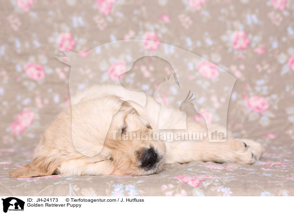Golden Retriever Welpe / Golden Retriever Puppy / JH-24173
