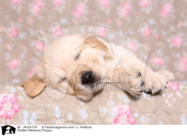 Golden Retriever Welpe / Golden Retriever Puppy / JH-24174