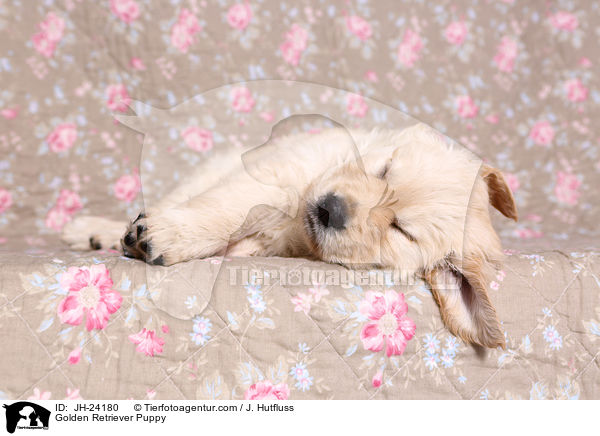 Golden Retriever Welpe / Golden Retriever Puppy / JH-24180