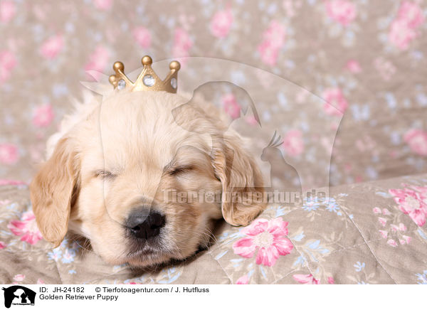 Golden Retriever Welpe / Golden Retriever Puppy / JH-24182