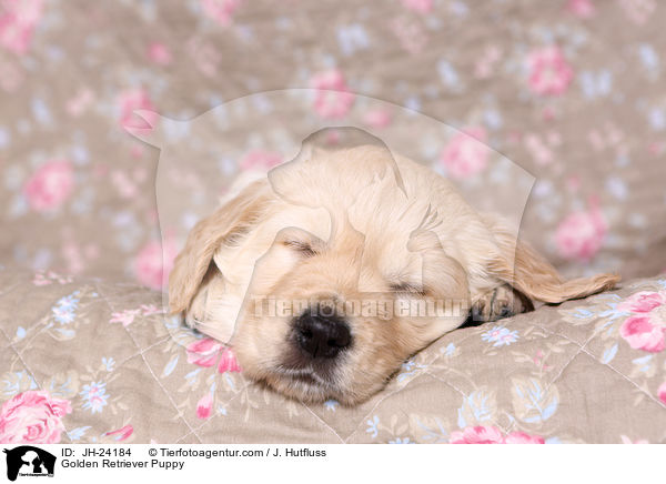 Golden Retriever Welpe / Golden Retriever Puppy / JH-24184