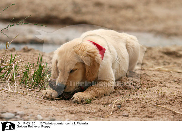 Golden Retriever Welpe / Golden Retriever Puppy / IP-03120