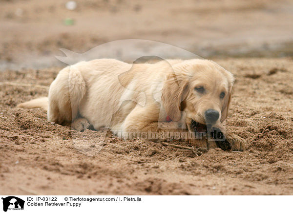 Golden Retriever Welpe / Golden Retriever Puppy / IP-03122