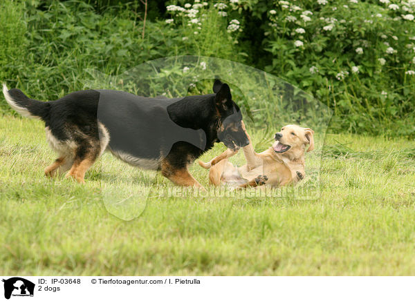2 Hunde / 2 dogs / IP-03648