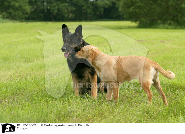 2 Hunde / 2 dogs / IP-03662