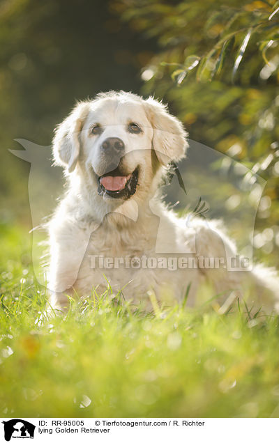 liegender Golden Retriever / lying Golden Retriever / RR-95005