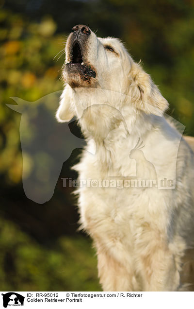 Golden Retriever Portrait / Golden Retriever Portrait / RR-95012