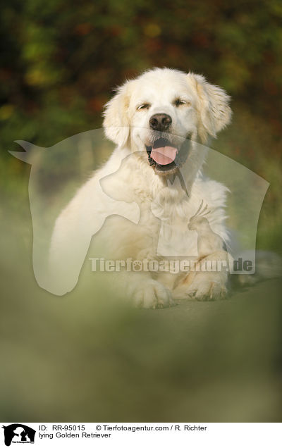 liegender Golden Retriever / lying Golden Retriever / RR-95015