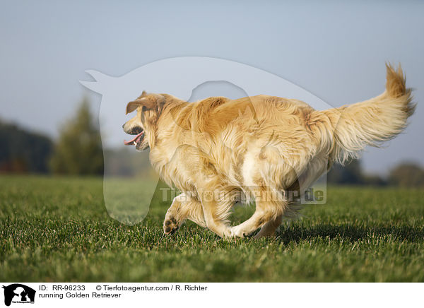 rennender Golden Retriever / running Golden Retriever / RR-96233