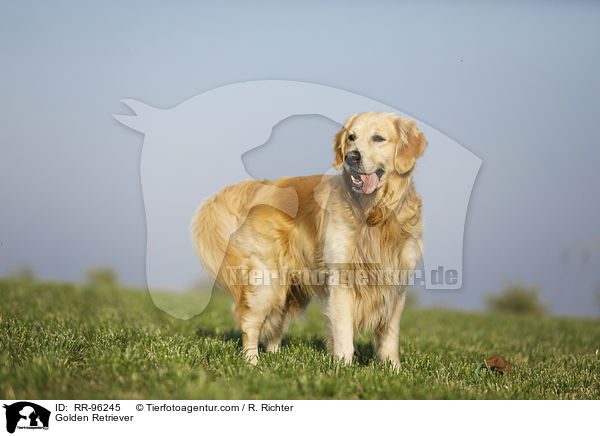 Golden Retriever / Golden Retriever / RR-96245