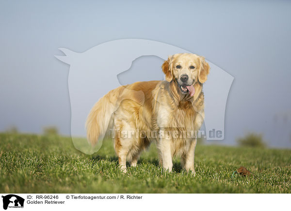 Golden Retriever / Golden Retriever / RR-96246