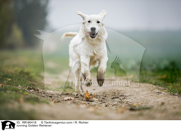 rennender Golden Retriever / running Golden Retriever / RR-96418