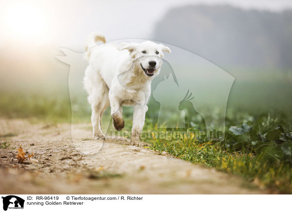 rennender Golden Retriever / running Golden Retriever / RR-96419