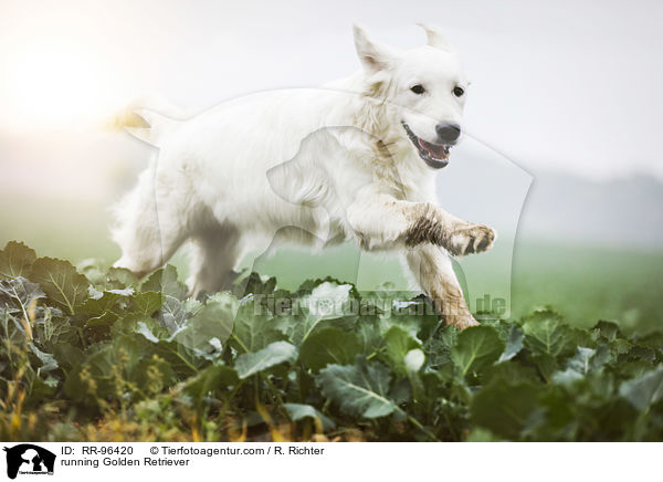 rennender Golden Retriever / running Golden Retriever / RR-96420