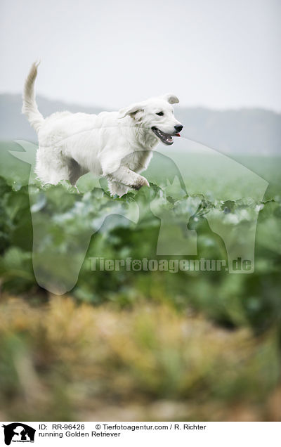 rennender Golden Retriever / running Golden Retriever / RR-96426