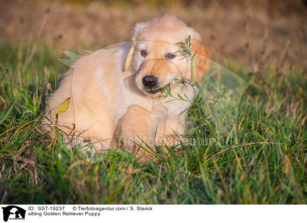 sitzender Golden Retriever Welpe / sitting Golden Retriever Puppy / SST-19237